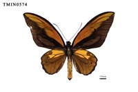 藏品(紅鳥翼蝶)的圖片